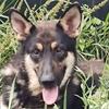 German Shepherd Male Free or with AKC papers