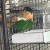 7 Year old Male Caique