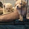 Maltipoo pups for sale