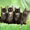 Maine Coon kittens! Black smoke!