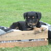 English Shepherd Puppies for Sale