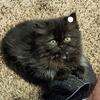 Beautiful persian kittens for sale 
