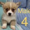 AKC Welch, Pembroke, corgi puppies