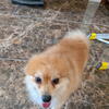 Pomeranian puppies  1 female 