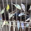 Parakeet Breeding set up