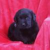 Labrador Retriever Puppies