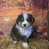 Mini Australian Shepherd puppies for sale in Michigan at wrennspuppies.com
