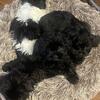Shih Tzu puppies 