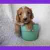 ***Goldendoodle Puppies*** Ready for homes end of June!