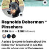Doberman Pinscher