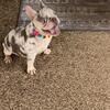 AKC Registered French Bulldog 