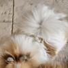 Pomeranian female puppy 