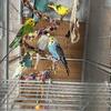 Parakeets Budgies.  Six. Need new home. 