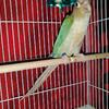 Turquoise Cinnamon Green Cheek Conure 