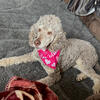 Stud standard poodle  Duke AKC St Clair Twp MI 48079
