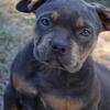American bully pup