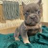 French bulldog fluffy 