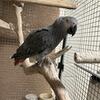 Mail African grey Congo