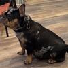 Female Frenchie Available AKC REG