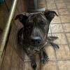 Apollo, is looking for a new home. 