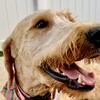  Male Goldendoodle- Mongo 