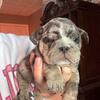 Female English Bulldog Puppies ready for Christmas