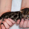 Adorable Bengal babies Quality kittens fair pricing!