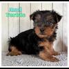 Axel Male Yorkshire Terrier