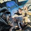 Hairless Sphynx Kittens
