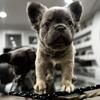 Female Full Fluffy French Bulldog Puppy