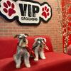 CKC Miniature Schnauzer Pups