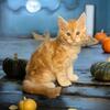 Purebred Registered Cameo Red Cream Male Maine Coon Kitten