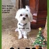 Maltese Male:(202)839-0235, AKC & CKC Purebred Dual Pedigree, maltese-only lineage, $1500
