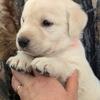 AKC Labrador Retriever Puppies 