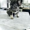 Fluffy Girl french bulldog 2900