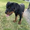 AKC registered Female Rottweiler