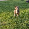 XL blue nose pitbull for rehoming