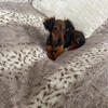 Miniature dachshund pup tiny girl
