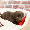 Labrador Puppy - Acorn
