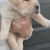Labrador Retriever puppies