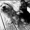 Beautiful Pure bred Yorkie Terrier puppies