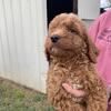 AKC Red Standard Poodle Stud