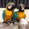 Healthy pair of Macaw parrots available
