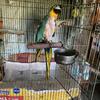 For sale: Blue and gold macaw