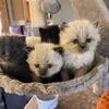 Siberian Kittens