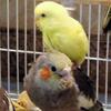 Baby parakeet, crested and regular, some ready, some on handfeeding