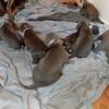 Flu blooded blue pits
