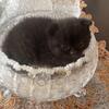 Scottish fold kittens 