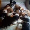 Australian Shepherd mix puppies (6)