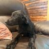 Black Labrador Retrievers 
